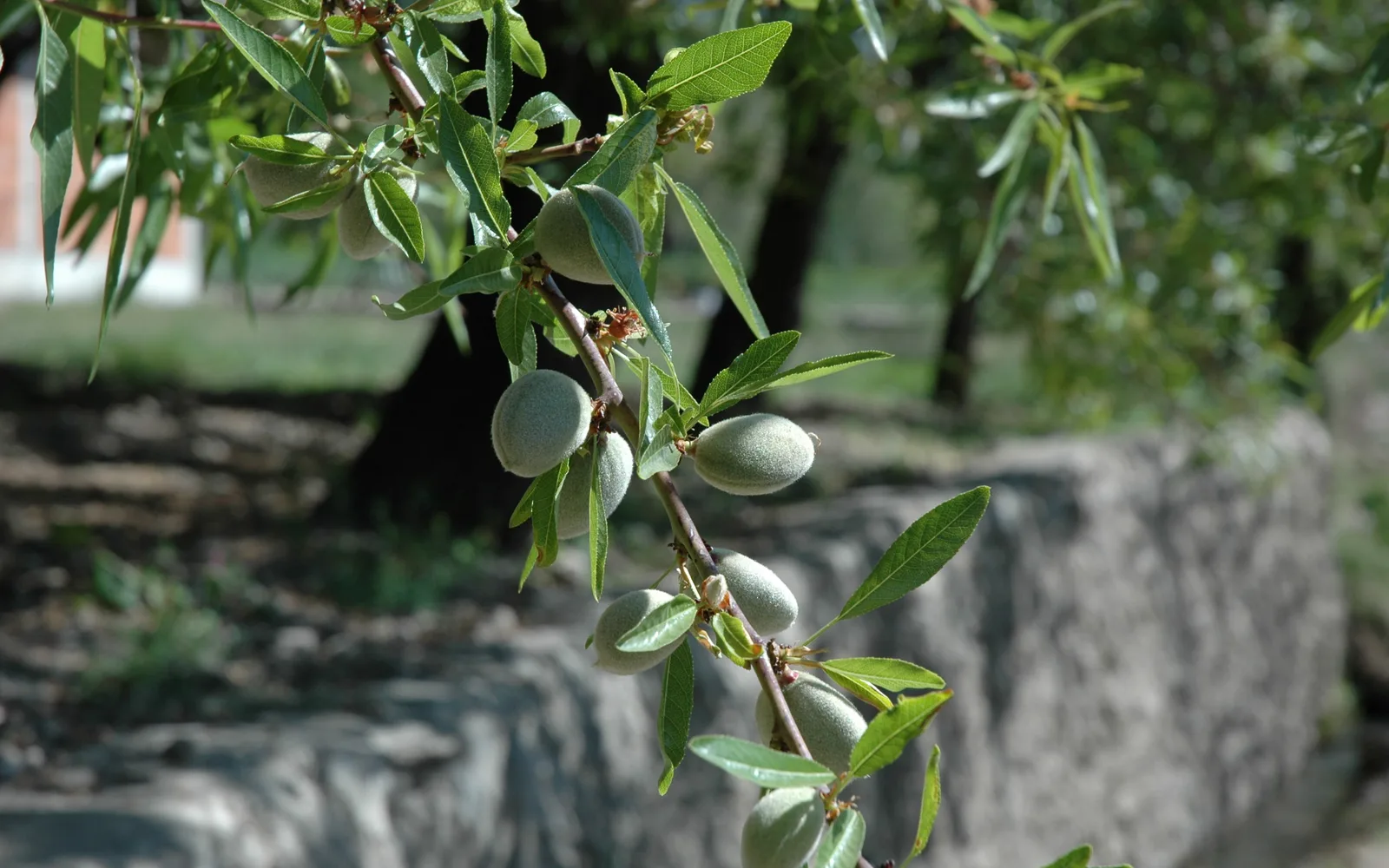 Almond tree in bloom with ripe almonds ready for harvest